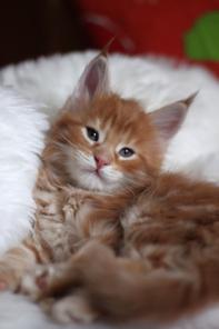 Рыжие и кремовые котята мейн-кун!