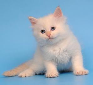 Невские Маскарадные котята -голубоглазые пушистики!
