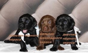 Щенки лабрадора ретривера