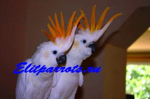 Какаду оранжевохохлый ( Cacatua sulphurea citrinocristata) - птенцы выкормыши 4 мес. из питомников Европы.