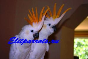   ( Cacatua sulphurea citrinocristata) -   4 .   .