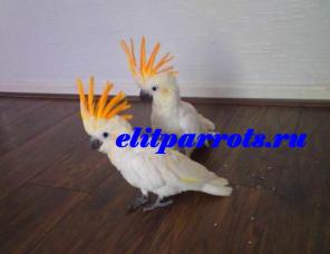 Какаду оранжевохохлый ( Cacatua sulphurea citrinocristata) - птенцы выкормыши 4 мес. из питомников Европы.