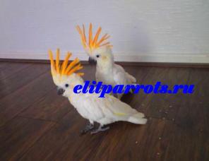   ( Cacatua sulphurea citrinocristata) -   4 .   .