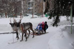Катание на оленьей упряжке