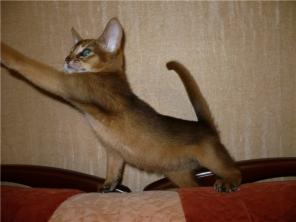 Абиссинская кошка ( котята ) девочки