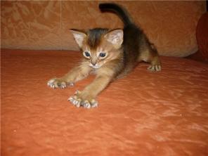 Абиссинская кошка ( котята ) девочки