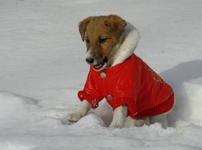 одежда для собак