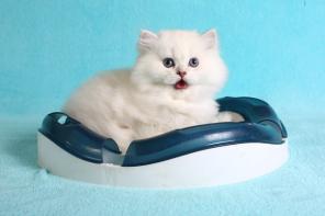 Британские котята драгоценного окраса