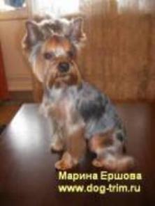 Стрижка собак. Стрижка йорка. Выезд мастера