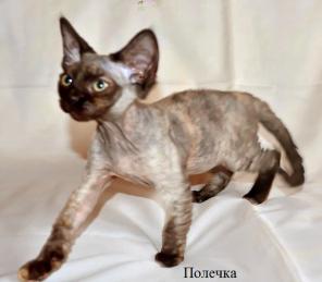 Котята девонята разных окрасов