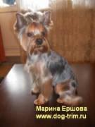 Стрижка собак. Стрижка йорка. Выезд мастера
