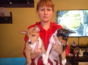 Басенджи