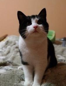 Кошечка Люси ищет дом