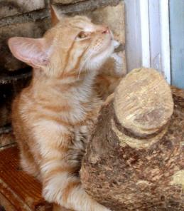 Котенок Рыжик ищет дом, отдаю в добрые руки