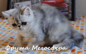 Котята - персы и плюшевые экзоты