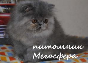 Котята - персы и плюшевые экзоты