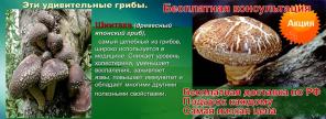 Гриб Шиитаке