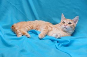 Рыжий котёнок Тошка ищет родителей