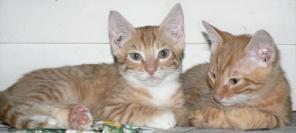 Четыре рыжих котенка ищут хозяев