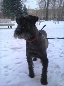 Ризеншнауцер Патрик в дар