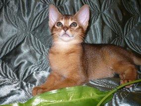 Абиссинская кошка ( котята )