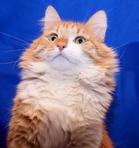 Ласковый котик Рэди в дар