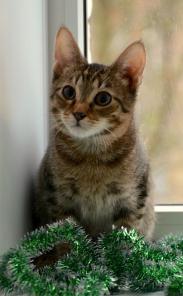 Котенок - морячок ищет дом!