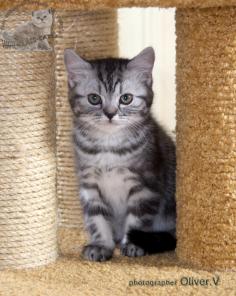 Британские котята из питомника HIGH-CLASS*RU