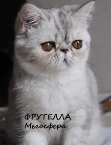 Плюшевая экзоточка