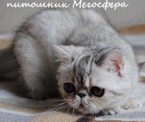 Плюшевая экзоточка