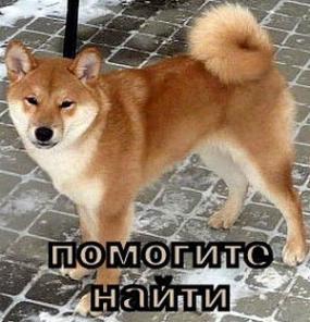 Помогите найти щенок сиба ину (Волгоград)