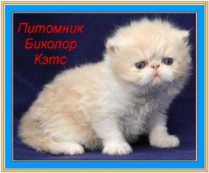 Экзотичекие и персидские котята