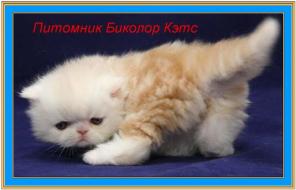 Экзотичекие и персидские котята