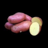 Элитный семенной картофель