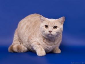 Кремовый британский котик