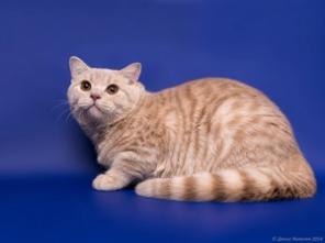 Кремовый британский котик