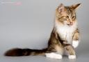 Котенок породы МЕЙН-КУН -домашняя рысь