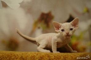 Котята девон-рекс