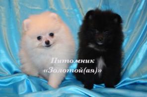 Щенки миниатюрного шпица (померанский, карликовый, цвергшпиц)