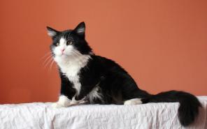 Красавчик Котофей!