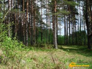 ДНП Солнечное. Поселок на 5+. Приезжай и живи.
