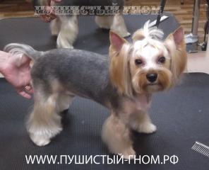 Стрижка собак, стрижка кошек недорого в салоне и с выездом на дом