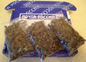 Сушеная азиатская медведка