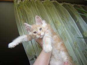 высокопородные котята мейн-кун