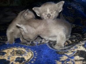 бурманские котята