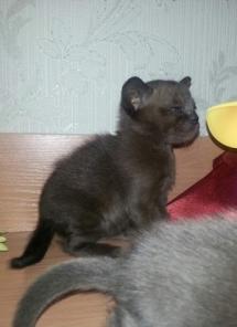 бурманские котята
