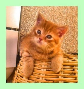 Шотландские вислоухие котята