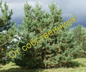 Продается великолепный участок 250 соток