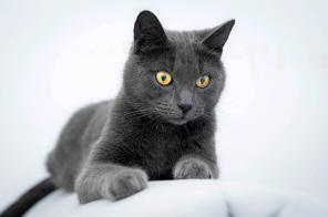 Замуррчательный котик Блюз в добрые руки! СПб