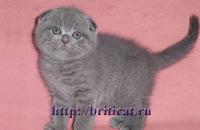 Шотландские вислоухие котята